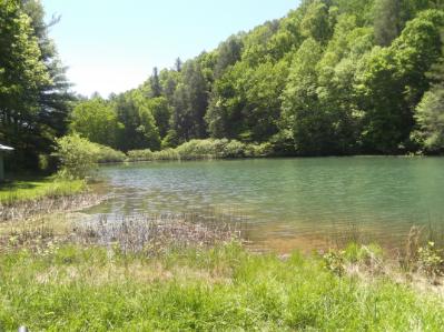 the wetland at Hemlock Cove