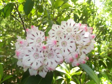 beautiful Mountain Laurel